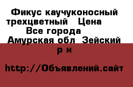 Фикус каучуконосный трехцветный › Цена ­ 500 - Все города  »    . Амурская обл.,Зейский р-н